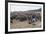 Cattle Herd in the Torres Del Paine National Park, Patagonia, Chile, South America-Michael Runkel-Framed Photographic Print