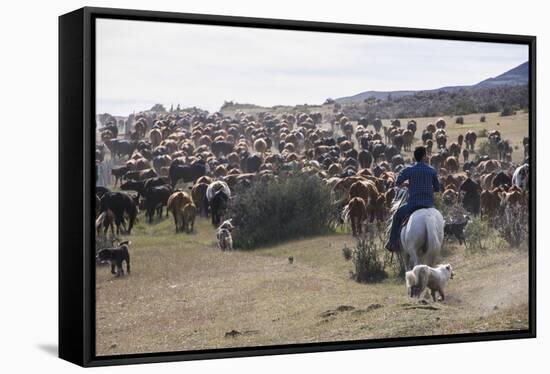 Cattle Herd in the Torres Del Paine National Park, Patagonia, Chile, South America-Michael Runkel-Framed Stretched Canvas