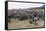 Cattle Herd in the Torres Del Paine National Park, Patagonia, Chile, South America-Michael Runkel-Framed Stretched Canvas