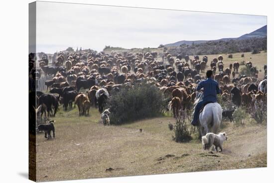 Cattle Herd in the Torres Del Paine National Park, Patagonia, Chile, South America-Michael Runkel-Stretched Canvas