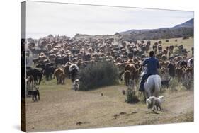 Cattle Herd in the Torres Del Paine National Park, Patagonia, Chile, South America-Michael Runkel-Stretched Canvas