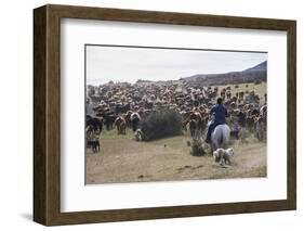 Cattle Herd in the Torres Del Paine National Park, Patagonia, Chile, South America-Michael Runkel-Framed Photographic Print