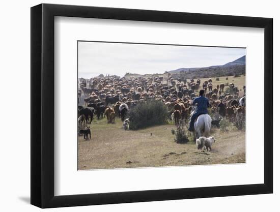 Cattle Herd in the Torres Del Paine National Park, Patagonia, Chile, South America-Michael Runkel-Framed Photographic Print