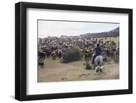 Cattle Herd in the Torres Del Paine National Park, Patagonia, Chile, South America-Michael Runkel-Framed Photographic Print