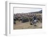 Cattle Herd in the Torres Del Paine National Park, Patagonia, Chile, South America-Michael Runkel-Framed Photographic Print