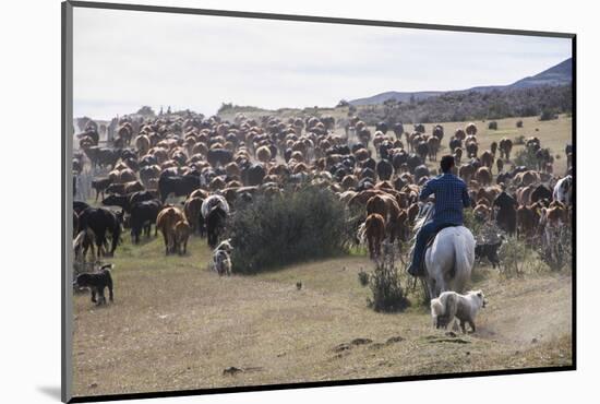Cattle Herd in the Torres Del Paine National Park, Patagonia, Chile, South America-Michael Runkel-Mounted Photographic Print