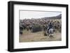 Cattle Herd in the Torres Del Paine National Park, Patagonia, Chile, South America-Michael Runkel-Framed Premium Photographic Print