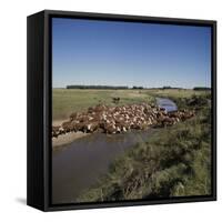 Cattle Herding Argentina-null-Framed Stretched Canvas