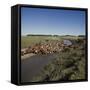 Cattle Herding Argentina-null-Framed Stretched Canvas