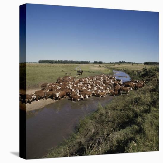 Cattle Herding Argentina-null-Stretched Canvas