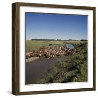 Cattle Herding Argentina-null-Framed Photographic Print