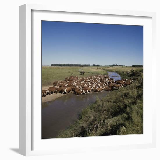 Cattle Herding Argentina-null-Framed Photographic Print