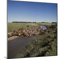 Cattle Herding Argentina-null-Mounted Photographic Print