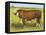 Cattle, Hereford Bull-null-Framed Stretched Canvas