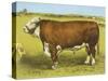 Cattle, Hereford Bull-null-Stretched Canvas