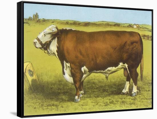 Cattle, Hereford Bull-null-Framed Stretched Canvas