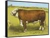 Cattle, Hereford Bull-null-Framed Stretched Canvas