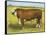 Cattle, Hereford Bull-null-Framed Stretched Canvas