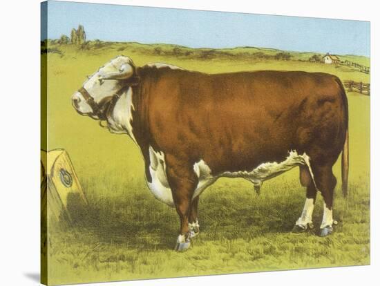 Cattle, Hereford Bull-null-Stretched Canvas
