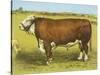 Cattle, Hereford Bull-null-Stretched Canvas