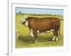 Cattle, Hereford Bull-null-Framed Art Print