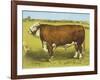 Cattle, Hereford Bull-null-Framed Art Print