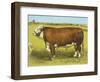 Cattle, Hereford Bull-null-Framed Art Print