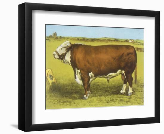 Cattle, Hereford Bull-null-Framed Art Print