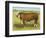 Cattle, Hereford Bull-null-Framed Art Print