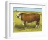 Cattle, Hereford Bull-null-Framed Art Print