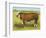 Cattle, Hereford Bull-null-Framed Art Print