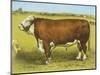 Cattle, Hereford Bull-null-Mounted Art Print