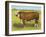 Cattle, Hereford Bull-null-Framed Art Print