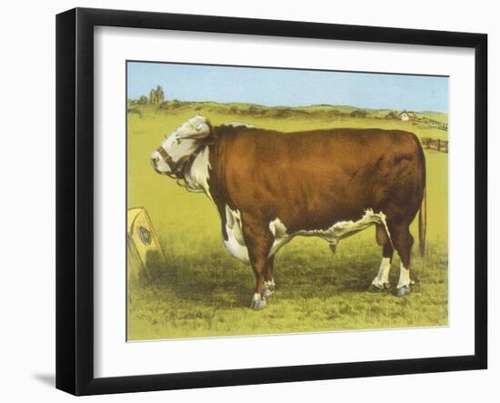 Cattle, Hereford Bull-null-Framed Art Print