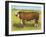 Cattle, Hereford Bull-null-Framed Art Print