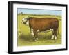 Cattle, Hereford Bull-null-Framed Art Print