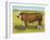 Cattle, Hereford Bull-null-Framed Art Print