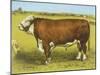 Cattle, Hereford Bull-null-Mounted Art Print