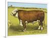 Cattle, Hereford Bull-null-Framed Art Print