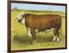 Cattle, Hereford Bull-null-Framed Art Print