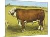 Cattle, Hereford Bull-null-Mounted Art Print