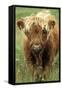 Cattle, Highland Calf-null-Framed Stretched Canvas