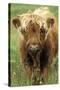 Cattle, Highland Calf-null-Stretched Canvas