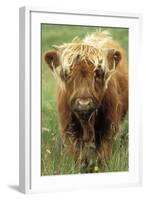 Cattle, Highland Calf-null-Framed Photographic Print