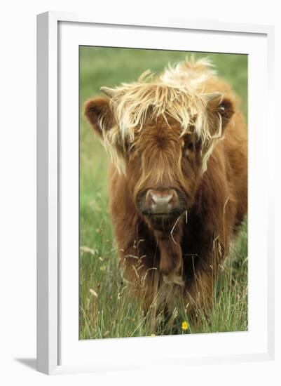 Cattle, Highland Calf-null-Framed Photographic Print
