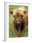 Cattle, Highland Calf-null-Framed Photographic Print