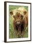 Cattle, Highland Calf-null-Framed Photographic Print