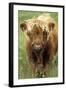 Cattle, Highland Calf-null-Framed Photographic Print