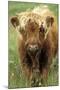 Cattle, Highland Calf-null-Mounted Photographic Print