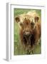 Cattle, Highland Calf-null-Framed Photographic Print